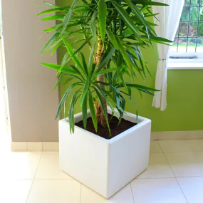 Cube Planter